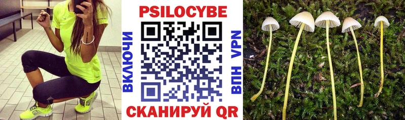 Псилоцибиновые грибы Cubensis  Купить закладки  Новотроицк 